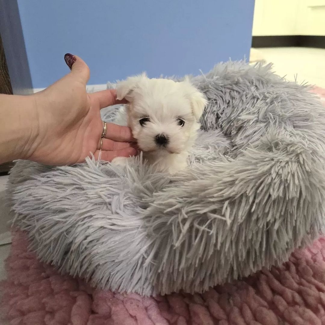 Malteser welpen mit Stammbaum