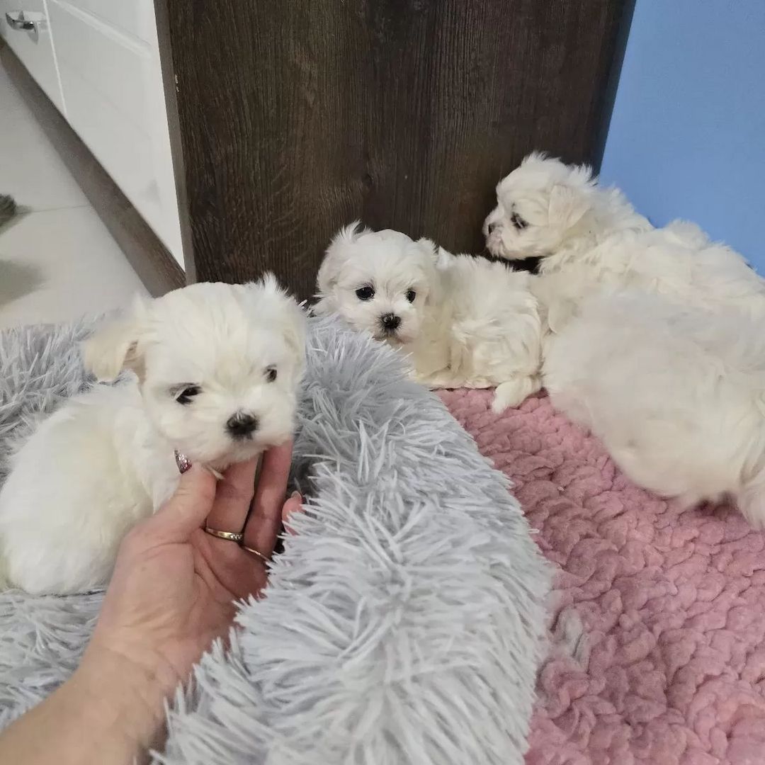 Malteser welpen mit Stammbaum