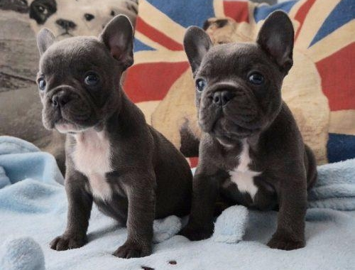 Weihnachten Französische Bulldogge Welpen mit Papieren whatsapp Nummer (+37069673271)