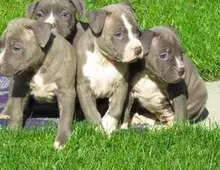 Blueline welpen American Pitbull Terrier whatsapp Nummer (+37069673271)