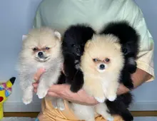 ZWERGSPITZ POMERANIAN BOO WELPEN whatsapp Nummer (+37069673271)