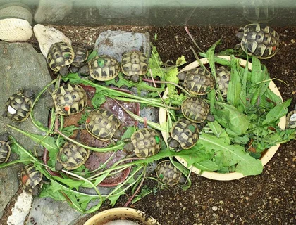 Schildkröten zu verkaufen