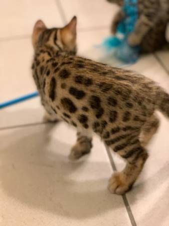 Männchen und -Weibchen,Bengal-Kätzchen zu verkaufen Männchen und -Weibchen,Bengal-Kätzchen zu verkaufen