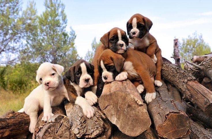 Boxerwelpen jetzt verfügbar.