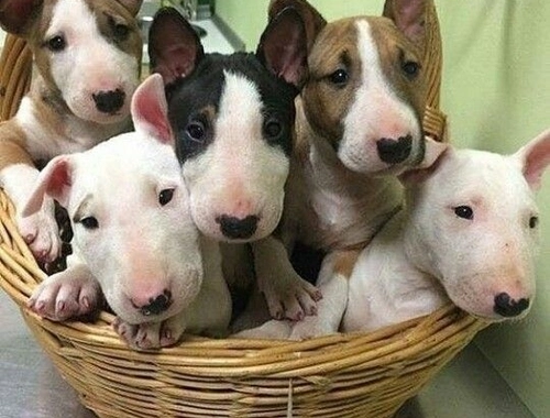 Englische Bullterrier-Welpen jetzt verfügbar.