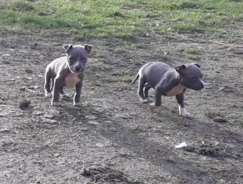 Weihnachten American Staffordshire Terrier blueline Welpen