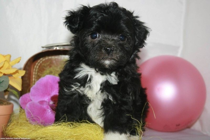 Weihnachten Bolonka Zwetna Welpe aus VDH-Zucht abzugeben