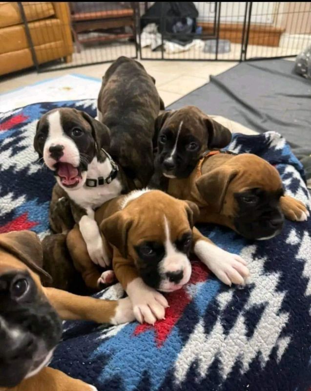 Weihnachten Boxerwelpen suchen ein Zuhause