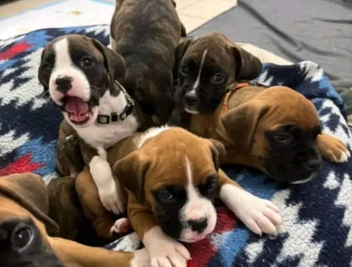 Weihnachten Boxerwelpen suchen ein Zuhause