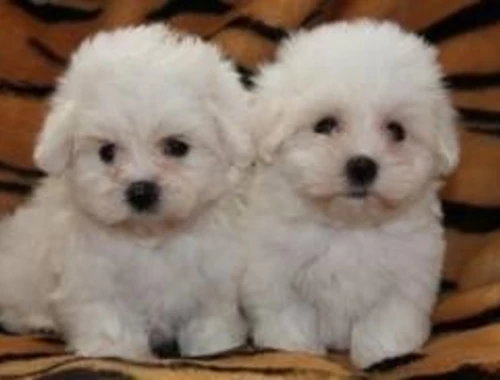 Registrierter Maltipoo welpen