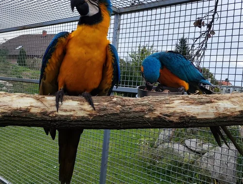 Blauer und goldener Ara-Papagei