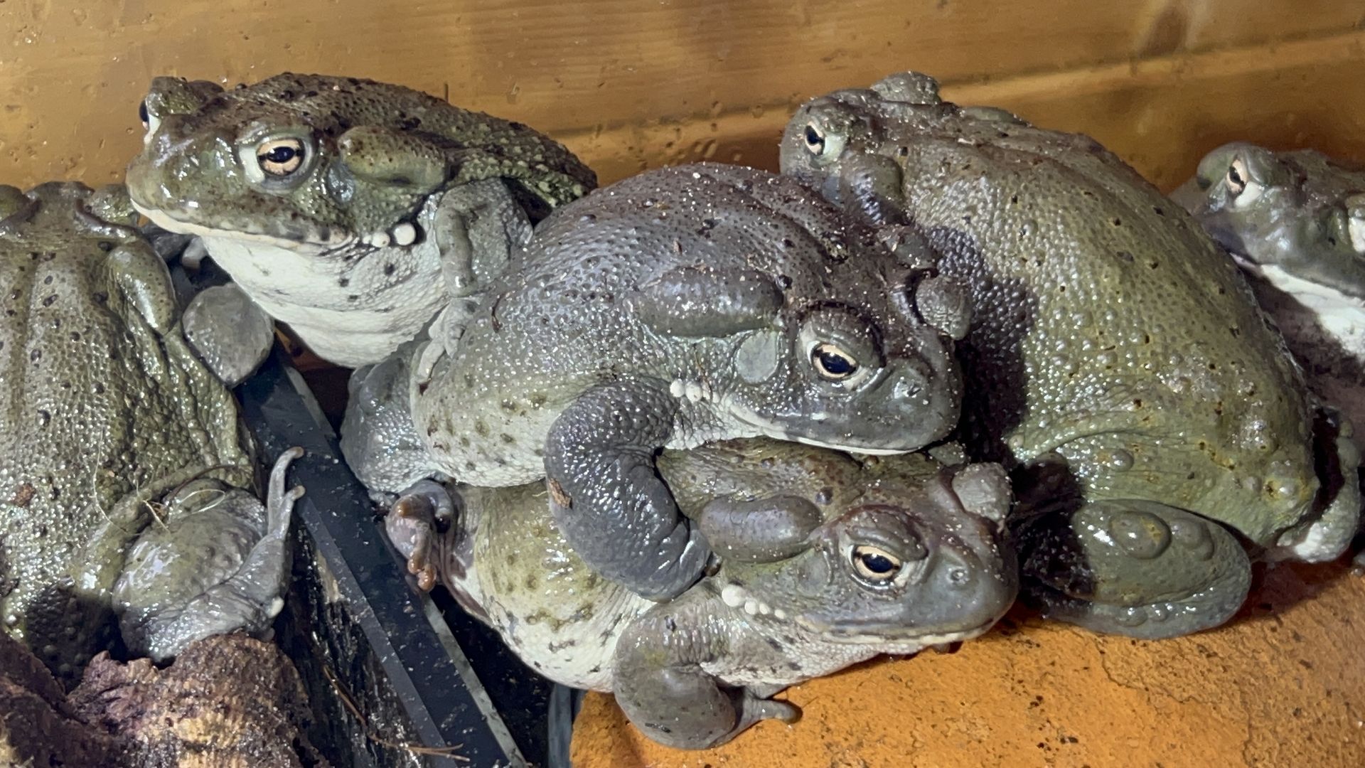 Coloradokröte, Bufo Alvarius, Sonoran Desert Toad