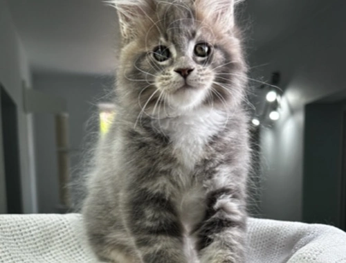 Maine Coon Kätzchen