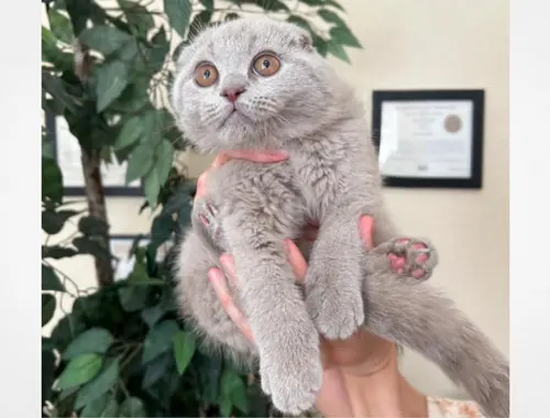 Scottish Fold-Kätzchen