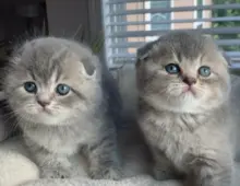 Scottish Fold-Kätzchen