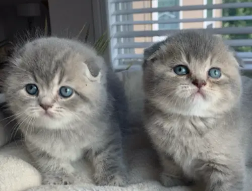 Scottish Fold-Kätzchen