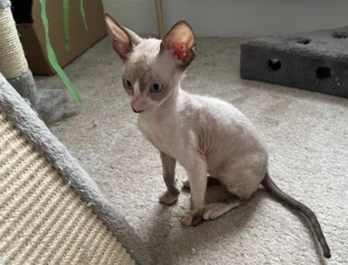 Cornish-Rex-Kätzchen