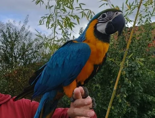 Blauer und goldener Ara-Papagei