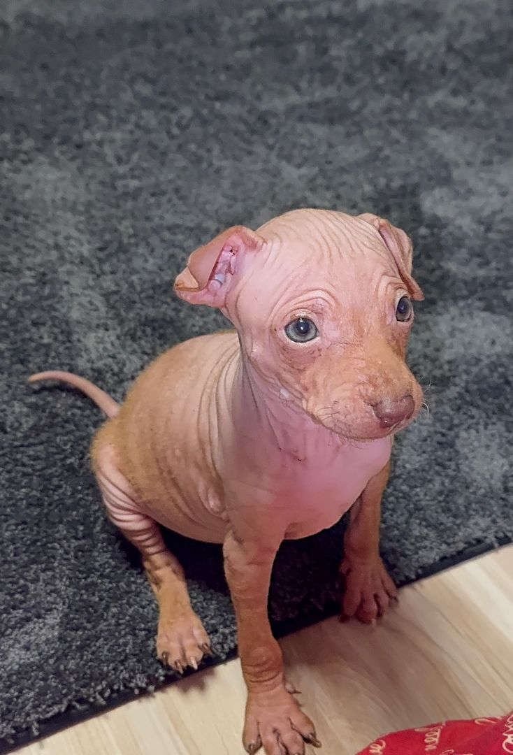 American Hairless Terrier Welpen