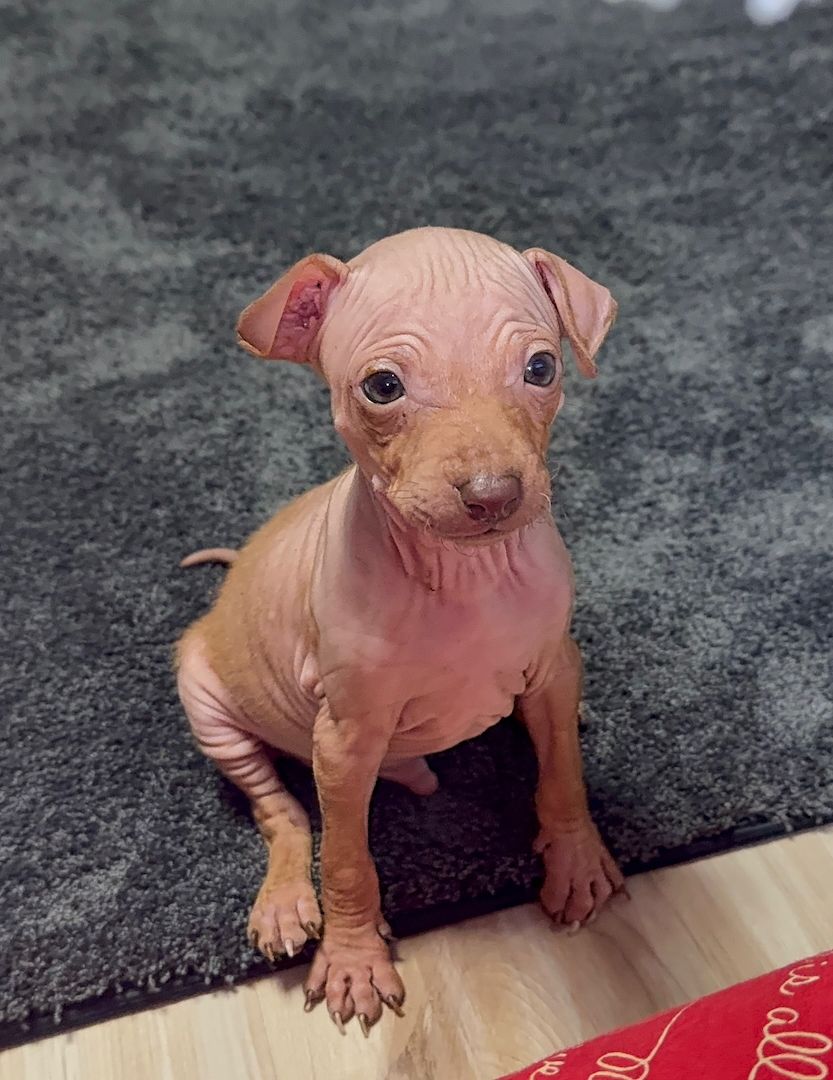 American Hairless Terrier Welpen