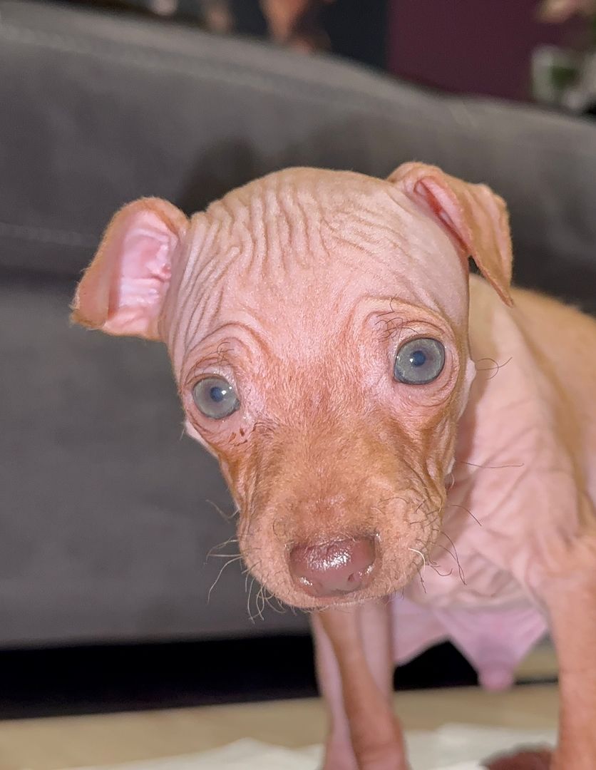 American Hairless Terrier Welpen