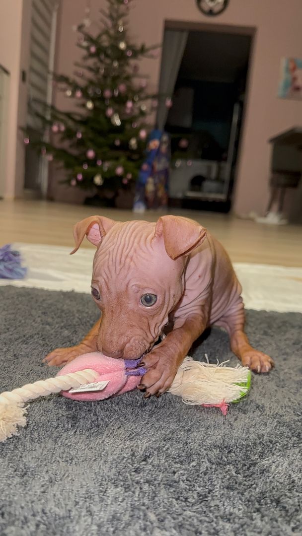 American Hairless Terrier Welpen