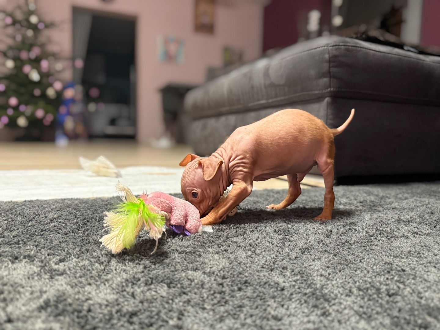 American Hairless Terrier Welpen