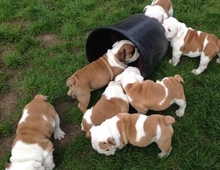 Englische Bulldoggenwelpen sind jetzt abholbereit . ,,