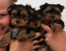 Yorkshire Terrier Welpen ,. czvxv