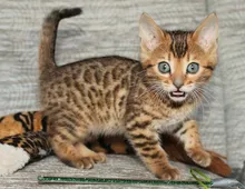 Bengalkatze m