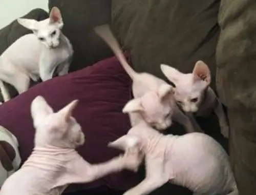 Sphynx-Kätzchen, 2 Rüden, 2 Hündinnen, verfügbar ,.