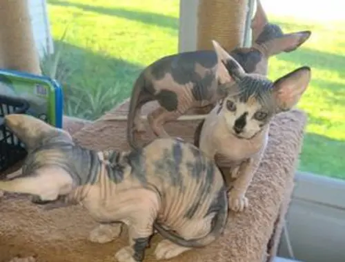 Sphynx-Kätzchen zur Neuvermittlung oder Adoption