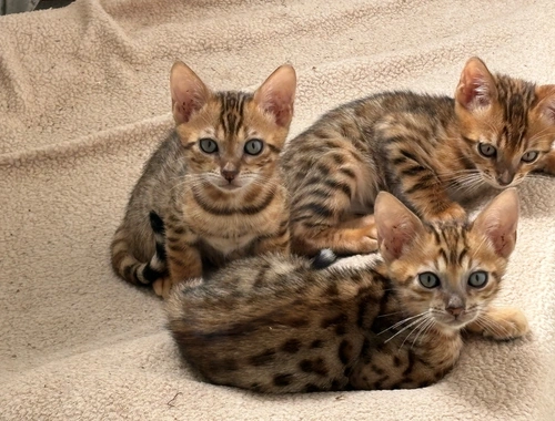 Zur Adoption bereite, stubenreine Bengal-Kätzchen