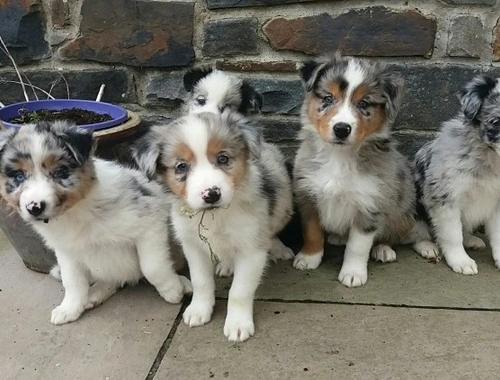 Border Colliewelpen zur Vermittlung in jedes liebevolle und fürsorgliche Zuhause