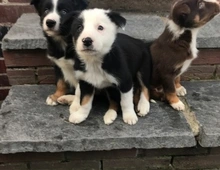 SwaBorder Collie-Welpen zur Vermittlung in ein liebevolles und fürsorgliches Zuhause