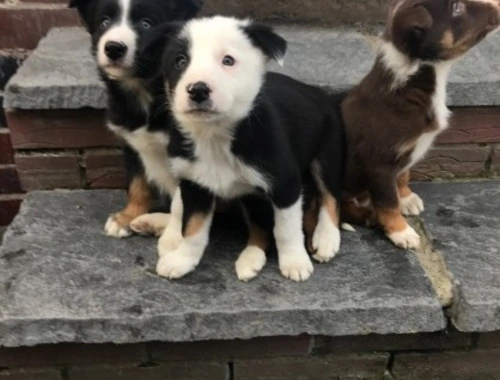 SwaBorder Collie-Welpen zur Vermittlung in ein liebevolles und fürsorgliches Zuhause