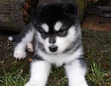 Alaska Malamute-Welpen verfügbar