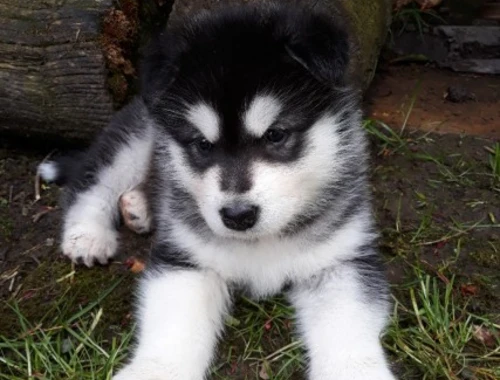 Alaska Malamute-Welpen verfügbar