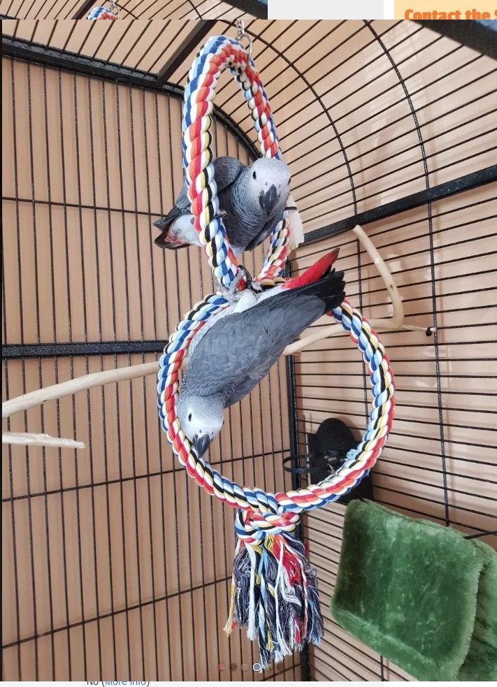 Junge Rotschwanzpapageienmit Dokumenten