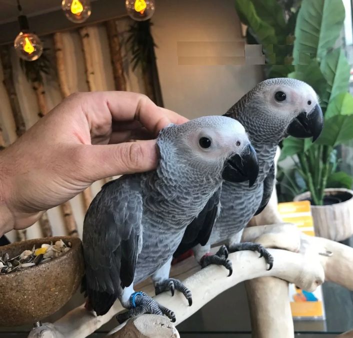 Junge Rotschwanzpapageienmit Dokumenten