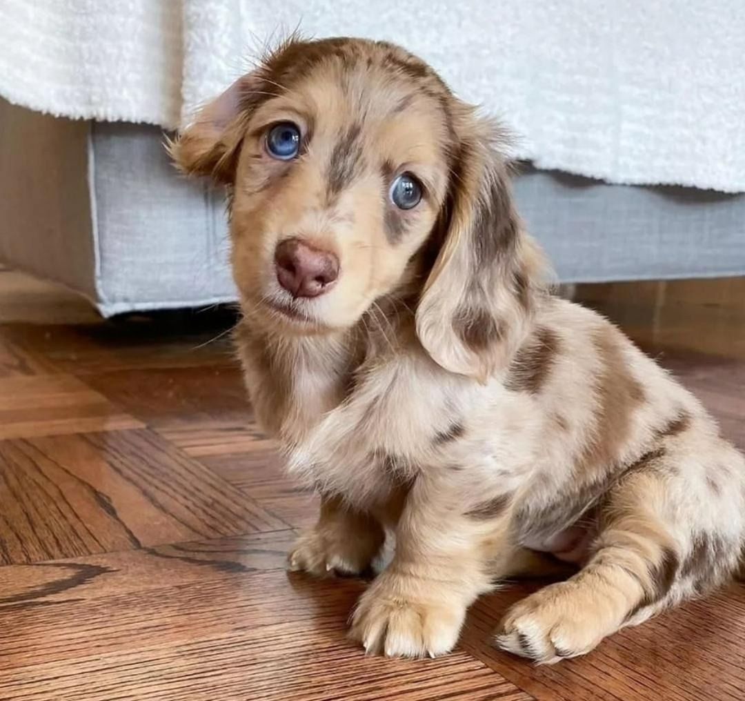 Dackelwelpen zu verkaufen