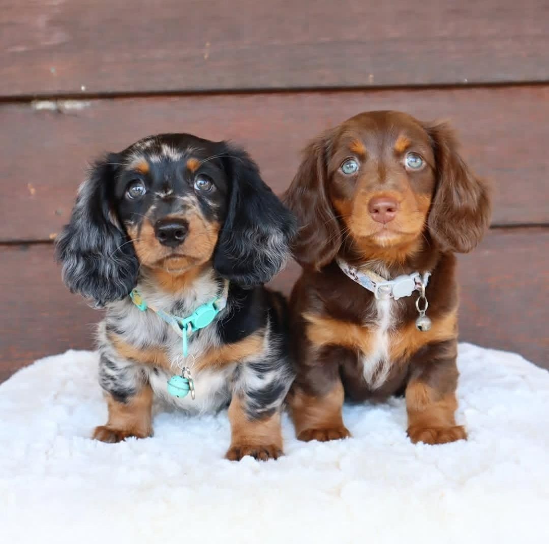 Dackelwelpen männlich und weiblich zu verkaufen