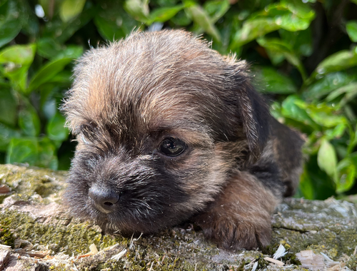 Border Terrier Welpen