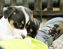 Reinrassige Jack Russell-Welpen mit Stammbaum im Miniaturformat