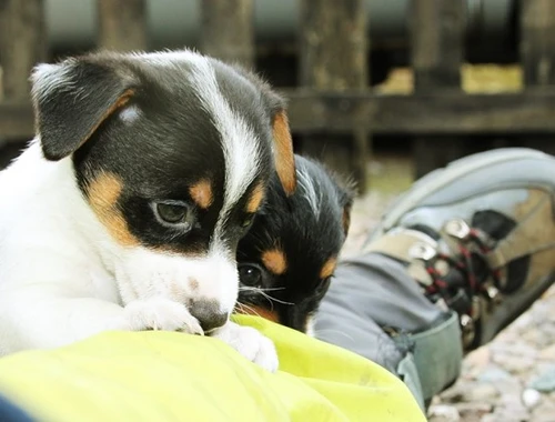 Reinrassige Jack Russell-Welpen mit Stammbaum im Miniaturformat