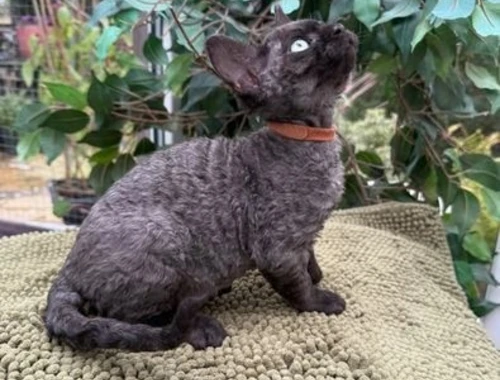 Wunderschöne Devon Rex Kätzchen