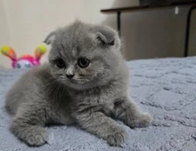 Wunderschöne Scottish Fold-Kätzchen