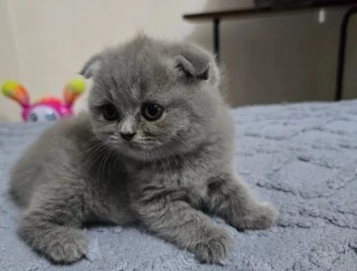 Wunderschöne Scottish Fold-Kätzchen