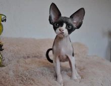 Schöne Devon Rex Kätzchen