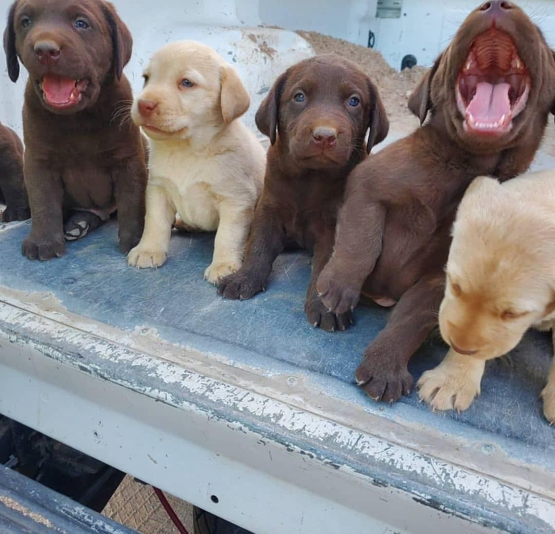 Labrador Retriever Welpen zu verkaufen